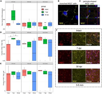 Cellular and Molecular Gradients in the Ventral Horns With Increasing Distance From the Injury Site After Spinal Cord Contusion